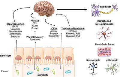 Angiotensin (1–7) Expressing Probiotic as a Potential Treatment for Dementia